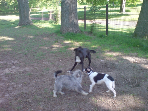 Max, Gesta